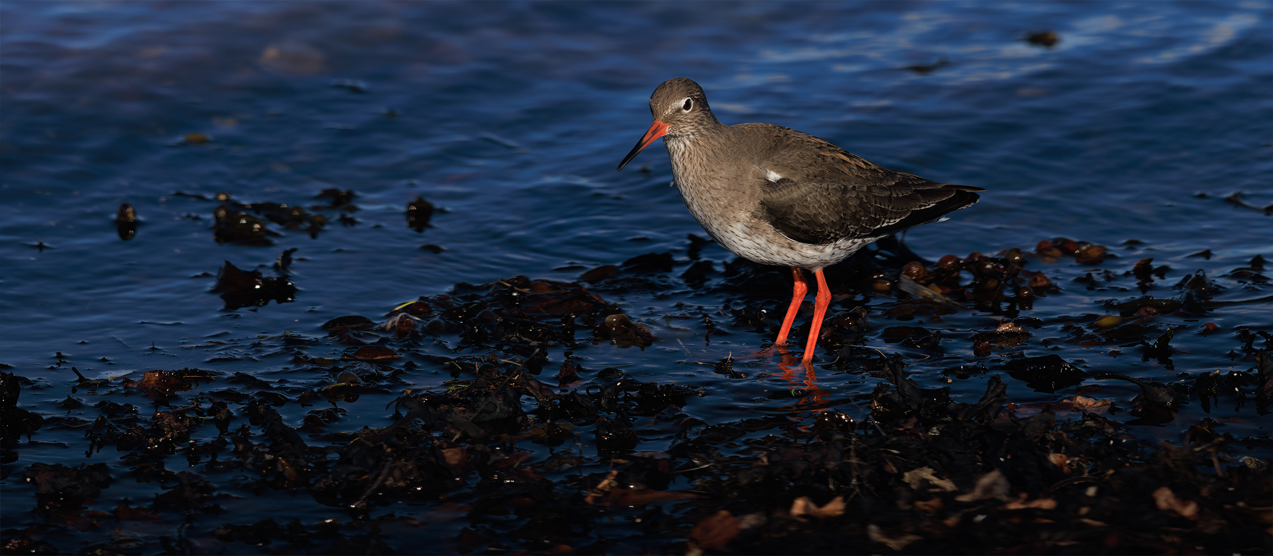   Redshank 